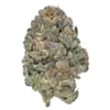 Exotic Flower